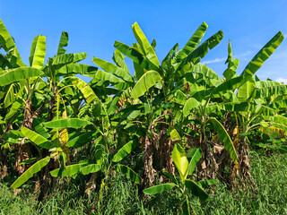 Banana tree in farm against blue sky. Agriculture industry