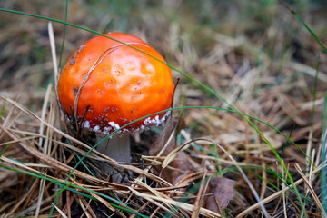 Fly Agaric Mushroom in Forest Floor – Close-up of Orange Mushroom