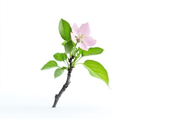 Poster - A small pink flower with green leaves on a branch