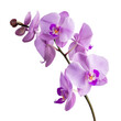 © Iftikhar alam - Delicate purple orchid blossoms gracefully arranged on a clean transparent background for a serene aesthetic touch, purple orchid blossom on transparent background