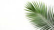 © MYKHAILO KUSHEI - A vibrant palm leaf stretches across the bright white background, showcasing its intricate detail and texture, symbolizing natural beauty and tropical elegance.