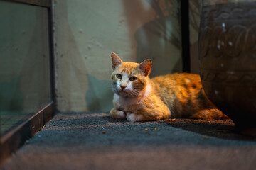 Cat in front of hotel in Casablanca, Morocco.