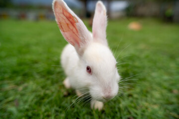 Fluffy rabbit bunny sitting green grass in spring summer background