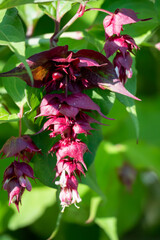 Wall Mural - close-up of a Himalayan Honeysuckle, Pheasant Berry (Leycesteria formosa 'Purple Rain')