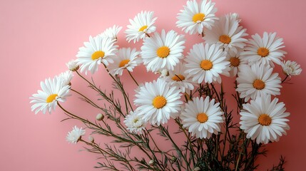 Poster - Top view of white daisy chamomile flowers gently placed a pale pink backdrop capturing a minimalist lifestyle concept Perfect for a springinspired design with soft tones and ample text space