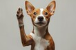 © SuriyaPhoto - Adorable brown and white basenji dog smiling and giving a high five isolated on white , isolated on white background,  , copy space for text,