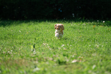 dogy running towards in grass