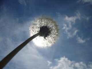 Dandelion, Taraxacum officinale with seeds glistening on sunlight on blue sunny sky - close-up shot. Topics: beauty of nature, sun energy, natural environment, blooming, vegetation, flora, macro