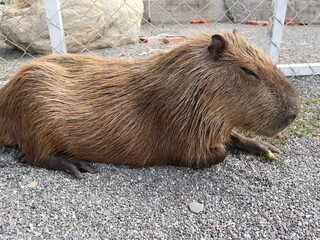 capybara is lying and sleeping on the ground design for relaxation concept