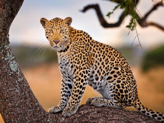 leopard on a branch