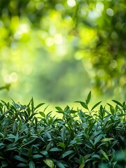 Wall Mural - lush green garden background with soft focus for eco friendly product mockups and layouts