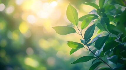 Poster - Blurred Nature Scene with Green Foliage and Dappled Sunlight for Organic Product Mockups