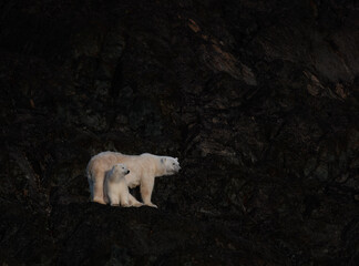 Wall Mural - polar bears on black beach in svalbard