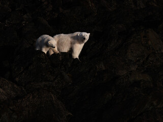 Wall Mural - polar bears on black beach in svalbard