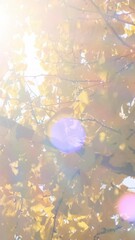 Wall Mural - vertical video, bright lens flare in yellow leaves, closeup background. abstract autumn gold-yellow 