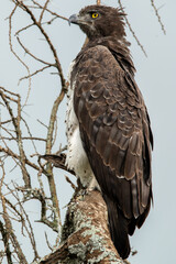 black eagle sitting on a branche in ndutu tanzania