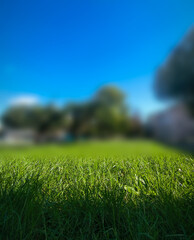 A grassy field with a blue sky in the background. The grass is lush and green.