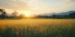 © kiimoshi - Golden rice field under sunset with mountains in the background.