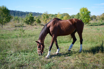 A close-up of a brown horse grazing on green grass, highlighting its head and front legs, with a chain attached, set in a peaceful rural environment