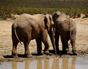 Wildlife, elephant and walking by waterhole in desert for hydration, endangered species and biodiversity. Thirsty, indigenous animal and natural habitat at game reserve for sustainability and ecology