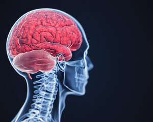 Poster - This digital illustration depicts a side view of a human skull, showcasing a vibrant red brain, emphasizing neuroanatomy and human biology.