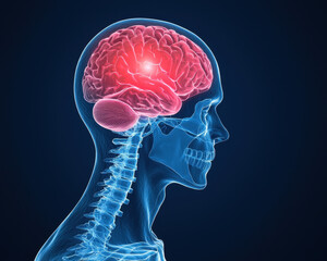 Poster - A glowing illustration of a human brain within a transparent skull, highlighting neurological functions and anatomical structure against a dark background.