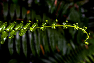 Rain Forestnature, plant, tree, moss, spring, flower, closeup, forest, macro, grass, leaves, leaf, autumn, flora, 