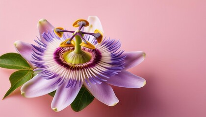 Poster - Macro View of a Passion Flower in Full Bloom on Soft Pink Background. Stunning Botanical Portrait Highlighting Intricate Details, Perfect for Wellness, Spa, and Nature Inspired Design Concepts