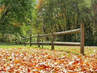 autumn in the park