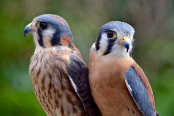 American Kestrel pair falcon small bird of prey 