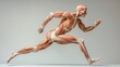© Bekode - Anatomical model of a running human figure showcasing muscles and skeletal structure.