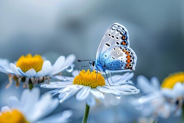 Poster - Blue Butterfly on White Daisy Flower in Nature
