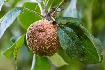 Environment, rotten and apple on tree in nature for disease, orchard harvest and agriculture. Sustainability, pathogen and spring with moniliasis fruit in countryside for damage crop, farm and garden