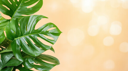 Poster - Monstera leaves on a warm light background for nature inspired design