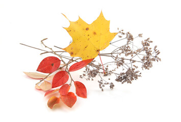 Wall Mural - autumn leaves and dry wild grasses or herbs isolated on white background. border of different autumn