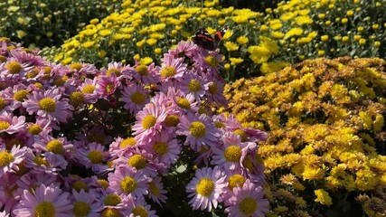 Wall Mural - Butterfly and chrysanthemum flowers in the garden.