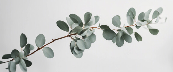 Beautiful eucalyptus branch isolated on white background