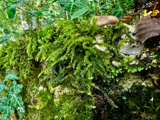 Vibrant green moss growing on a rock