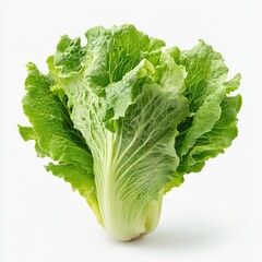 Lettuce on a blank white background, product presentation.