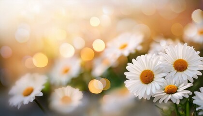 white daisies with blurred bokeh background