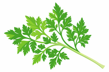 Canvas Print - Fresh parsley twigs, spicy herb, vector illustration