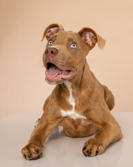 Brown and white pit bull mix rescue dog on isolated background