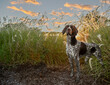 © becky - German Shorthair Pointer standing in pampas grass; german shorthair pointer standing looking regal in grass at sunset.