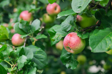 Wall Mural - Close-up of a cluster of apples hanging from a tree branch. The apples are a mix of red and green, indicating they're ripening well. The surrounding leaves are vibrant.