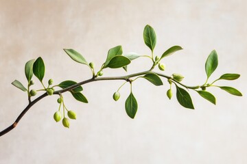 Canvas Print - A Branch with Green Leaves and Buds Against a Light Beige Background