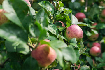 Wall Mural - Close-up of a cluster of apples hanging from a tree branch. The apples are a mix of red and green, indicating they're ripening well. The surrounding leaves are vibrant.