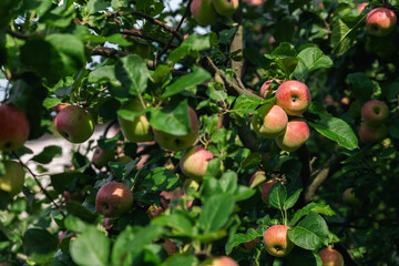 Wall Mural - Close-up of a cluster of apples hanging from a tree branch. The apples are a mix of red and green, indicating they're ripening well. The surrounding leaves are vibrant.