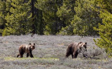 grizzly bear sow and cub in grand teton national park wyoming in springtime