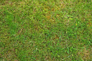 Grass texture in a garden or meadow