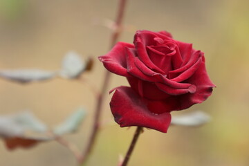 red rose of grass